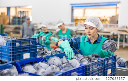 Woman filling crates with red cabbage in vegetable factory Woman filling crates with red cabbage in vegetable factory 127087157
