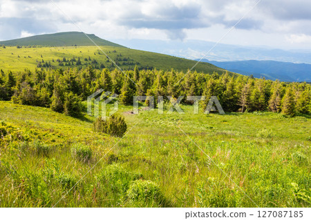 mountain landscape with forest in summer. nature with grass on the hill and cloudy sky. scenic view of outdoor background. beautiful scenery for travel 127087185