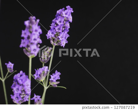 Lavan杜松子酒花 127087219