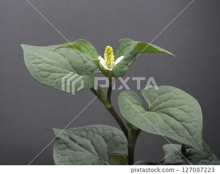 Houttuynia cordata flower Houttuynia cordata flower 127087223