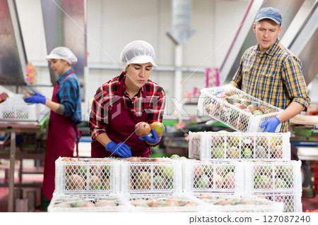 Hispanic female employee inspecting quality of mangoes in boxes Hispanic female employee inspecting quality of mangoes in boxes 127087240