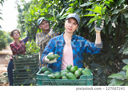 Positive woman harvesting ripe avocado in orchard 127087241