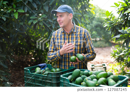 Smiling gardener man with full avocado box 127087245