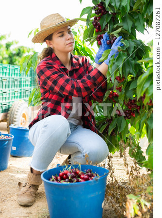 Successful female gardener with ripe cherry in orchard on day Successful female gardener with ripe cherry in orchard on day 127087261