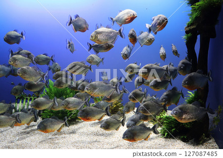 一群食人魚，銳利的眼神和安靜的緊張感 127087485