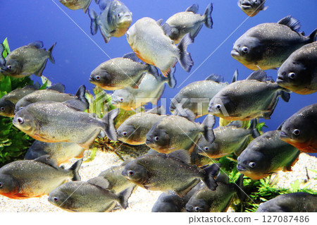 A school of piranhas, sharp gazes and quiet tension 127087486