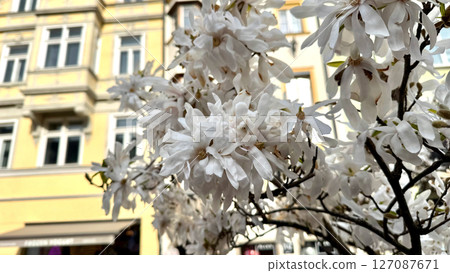 White blossoms blooming on tree branches against a backdrop of urban architecture concept 127087671