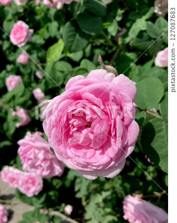 pink roses in garden 127087683