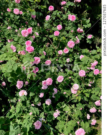 pink roses in garden pink roses in garden 127087685