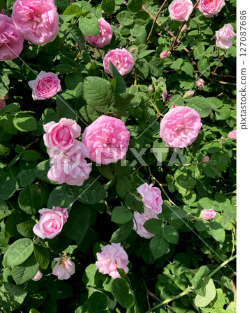 pink roses in garden 127087686