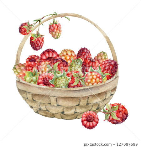 Raspberry in weaved basket on stalks with leaves, hand drawn in watercolor, ripe picked garden berry harvest, dewberry cloudberry mulberry. Isolated illustration. Farmers market grocery preserves 127087689