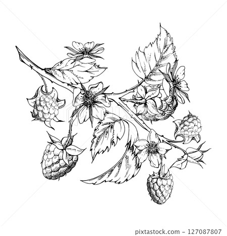 Raspberry leaves flowers berries hanging on thorny spiked branch vector ink hand drawn. Ripe dewberry mulberry. Isolated botanical illustration. Home preserves cookbook, grocery store, closeup card Raspberry leaves flowers berries hanging on thorny spiked branch vector ink hand drawn. Ripe dewberry mulberry. Isolated botanical illustration. Home preserves cookbook, grocery store, closeup card 127087807