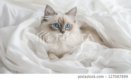 Elegant Ragdoll cat with blue eyes resting on soft white fabric, exuding serene and peaceful atmosphere 127087899