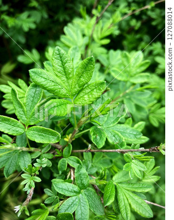 close up of green leaves 127088014