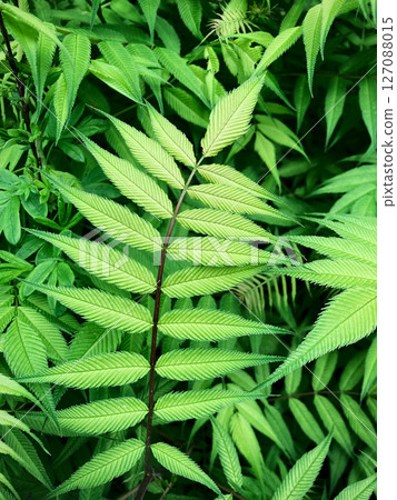 close up of green leaves 127088015