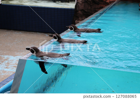 The penguins swim in a formation, with the edge of the pool acting as a runway! The penguins swim in a formation, with the edge of the pool acting as a runway! 127088065