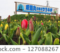 Sarakimisaki Tulip Garden 127088267