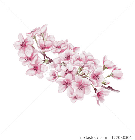 Branch with cherry blossoms. Small pink flowers. Spring blossom. Sakura blossoms. Watercolor illustration without background. Hand drawing. Cherry blossom festival. High quality illustration 127088304