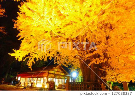 Kumano Taisha Shrine, Ginkgo tree, Autumn leaves, Yellow leaves, Illumination, Nanyo City 127088387