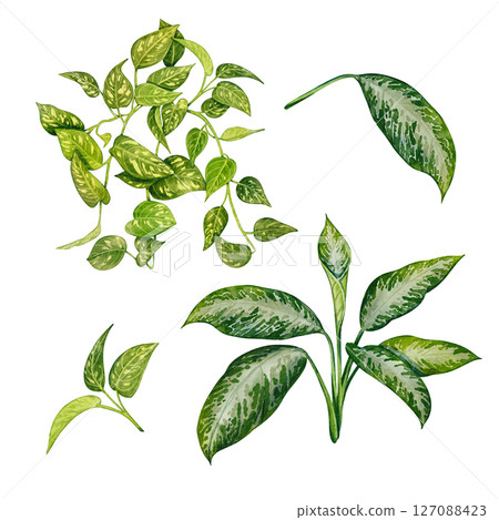Set of green tropical houseplant leaves. Watercolor botanical illustration featuring epipremnum and aglaonema. Gardening. Perfect for eco projects, interior design, garden themes, invitations. Set of green tropical houseplant leaves. Watercolor botanical illustration featuring epipremnum and aglaonema. Gardening. Perfect for eco projects, interior design, garden themes, invitations. 127088423