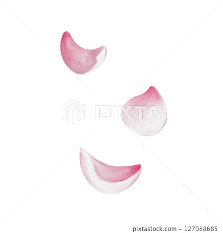 Set of petals. Pink flowers of cherry, sakura or rose. Universal floral decor. Watercolor illustration isolated from background. Hand drawing. High quality illustration 127088685
