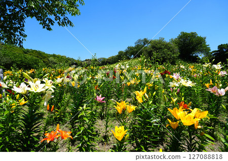 袋井市香井百合園 127088818