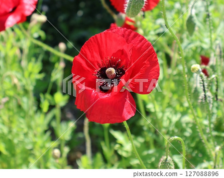 Vivid Red Poppy Flower in Full Bloom Against a Lush Green Background 127088896