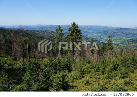 Foliage of Silesian Beskids near Szczyrk town in Poland Foliage of Silesian Beskids near Szczyrk town in Poland 127088960
