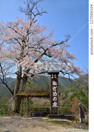 <Nagano Prefecture> Nezame-no-Toko with cherry blossoms in full bloom 127089104