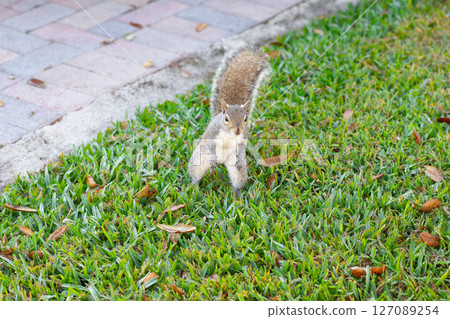 直立的東部灰松鼠 直立的東部灰松鼠 127089254