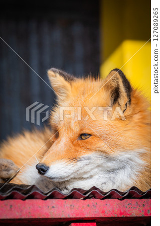 Hokkaido Kitami Kita Fox Farm Hokkaido Kitami Kita Fox Farm 127089265