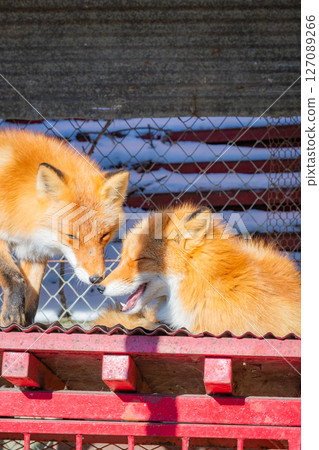 Hokkaido Kitami Kita Fox Farm Hokkaido Kitami Kita Fox Farm 127089266