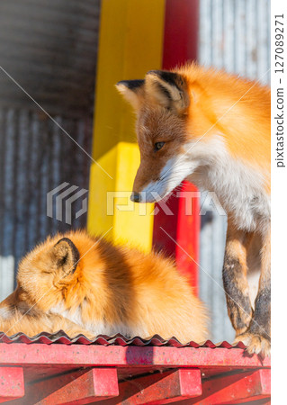 Hokkaido Kitami Kita Fox Farm 127089271