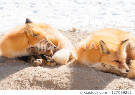 Hokkaido Kitami Kita Fox Farm 127089291