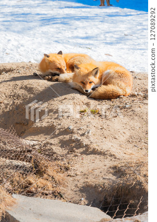 Hokkaido Kitami Kita Fox Farm 127089292