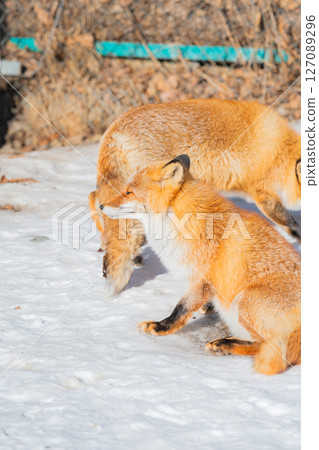 北海道北見北狐狸農場 127089296