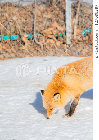 北海道北見北狐狸農場 127089297