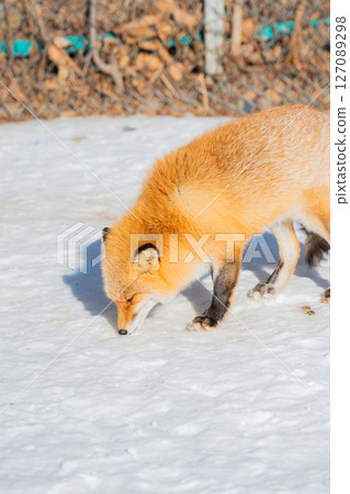 北海道北見北狐狸農場 127089298