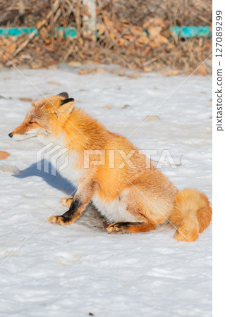 北海道北見北狐狸農場 127089299