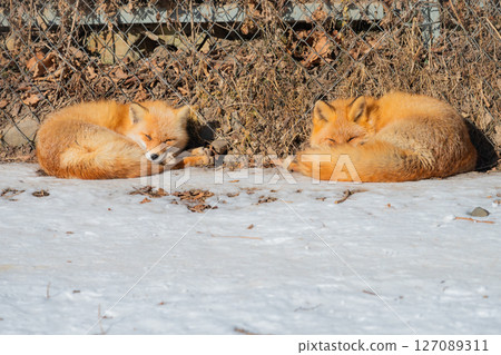 北海道北見北狐狸農場 127089311