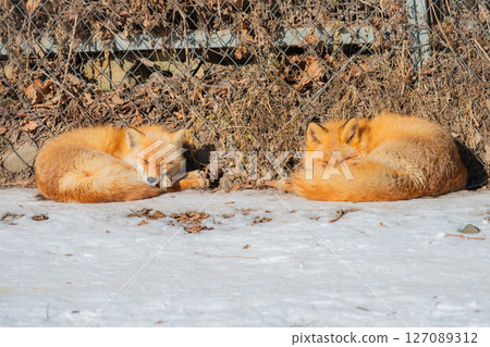 Hokkaido Kitami Kita Fox Farm Hokkaido Kitami Kita Fox Farm 127089312
