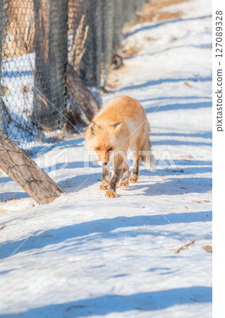 Hokkaido Kitami Kita Fox Farm 127089328