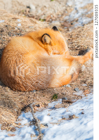 Hokkaido Kitami Kita Fox Farm 127089335