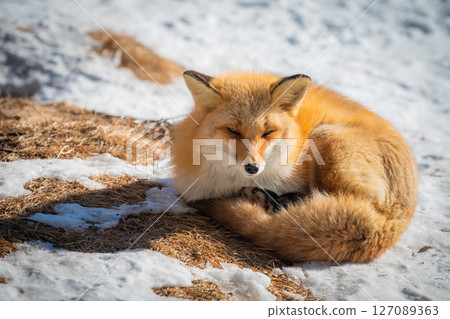 Hokkaido Kitami Kita Fox Farm 127089363