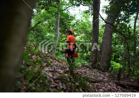 Forestry, felling, work, senior, chainsaw 127089419