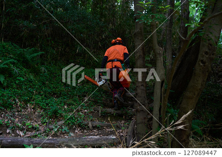 Forestry, felling, work, senior, chainsaw Forestry, felling, work, senior, chainsaw 127089447