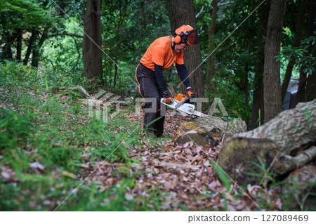 Forestry, felling, work, senior, chainsaw 127089469