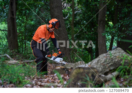 Forestry, felling, work, senior, chainsaw Forestry, felling, work, senior, chainsaw 127089470