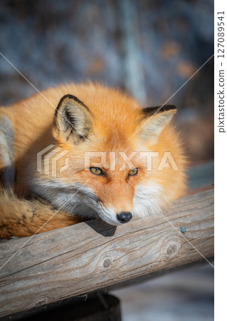 Hokkaido Kitami Kita Fox Farm 127089541