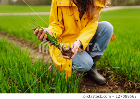 Farmer woman holding green wheat sprouts, checking growth. Scientist is checking the plant. 127089562